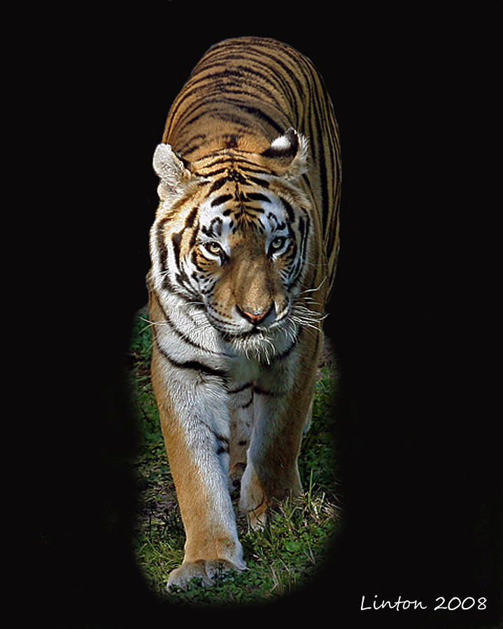Nature Photograph - Asian Tiger #1 by Larry Linton
