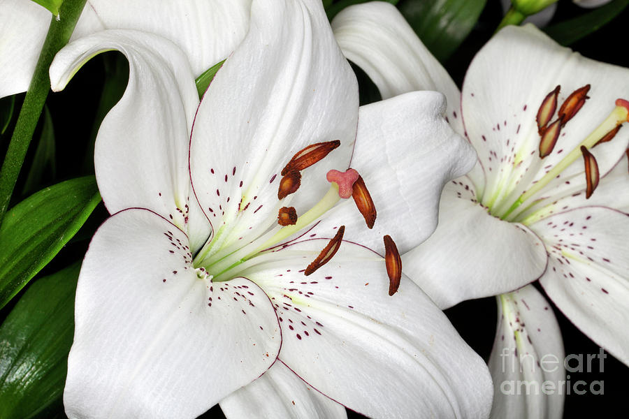 Asiatic Eyeliner Lilies #1 Photograph by Anthony Totah
