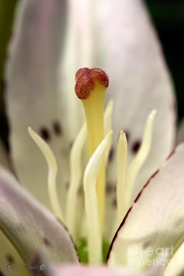 Asiatic Lily named Spring Pink #2 Photograph by J McCombie