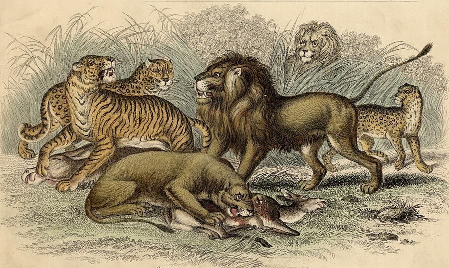 1. Asiatic Lion. 2. Lioness. 3.bengal Drawing by Vintage Design