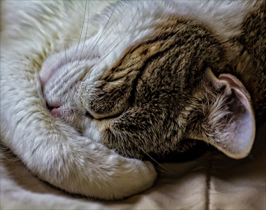 Asleep #1 Photograph by Robert Ullmann