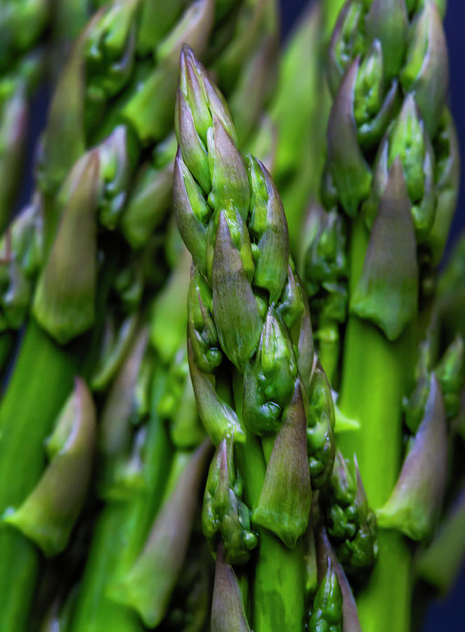 Asparagus Still Life #1 Photograph by Robert Ullmann