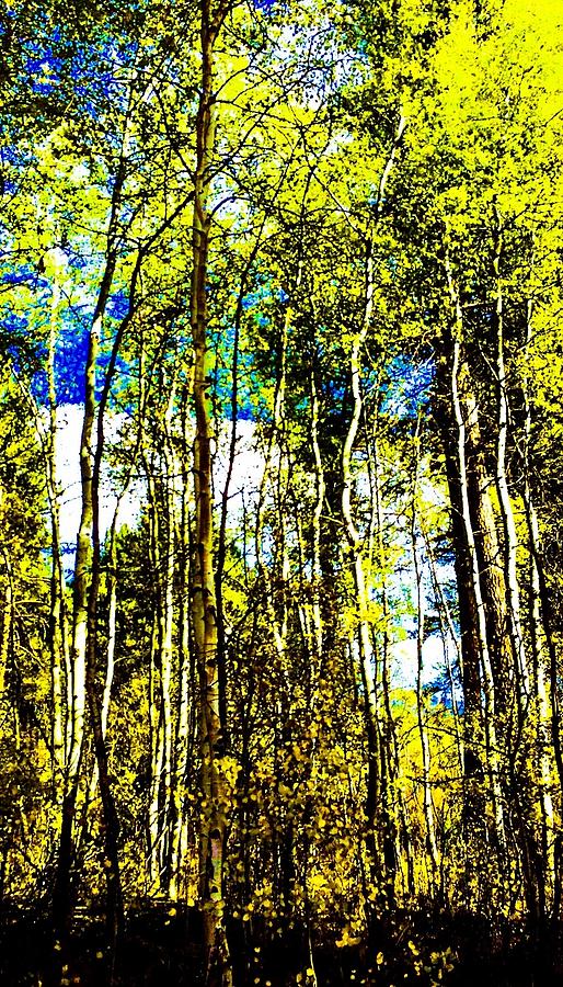 Aspen Forest Abstract #1 Photograph by Jennifer Lake