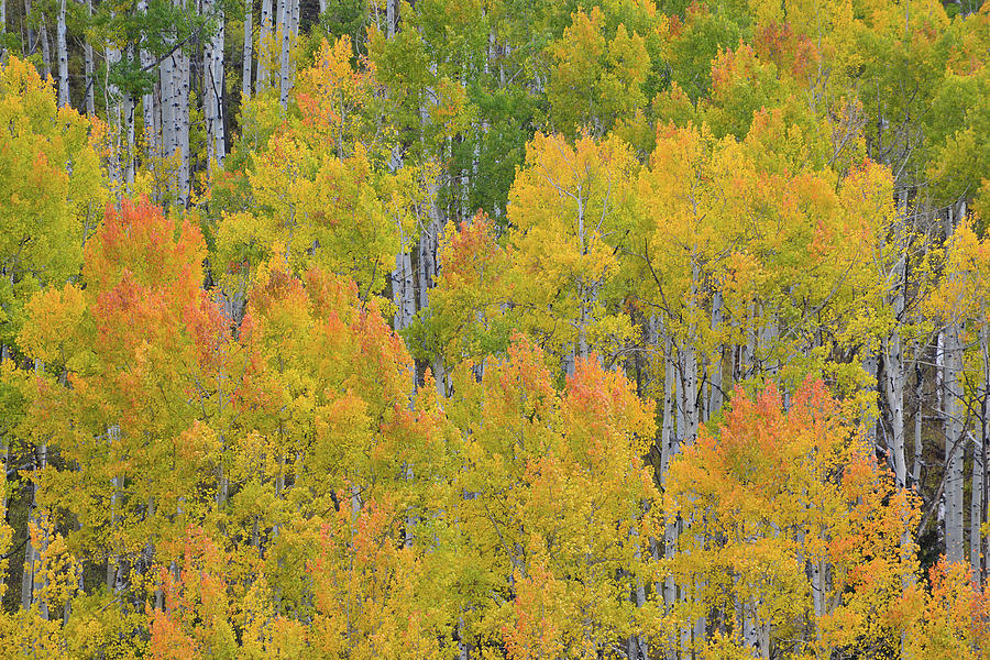 Aspen Grove at Dallas Divide #1 Photograph by Ray Mathis