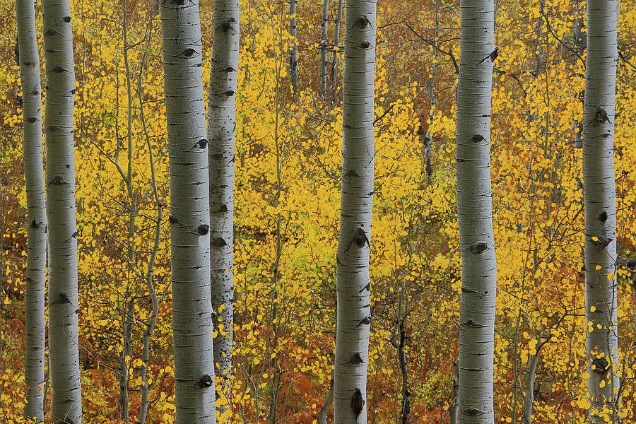 Aspen in autumn at McClure Pass #1 Photograph by Jetson Nguyen