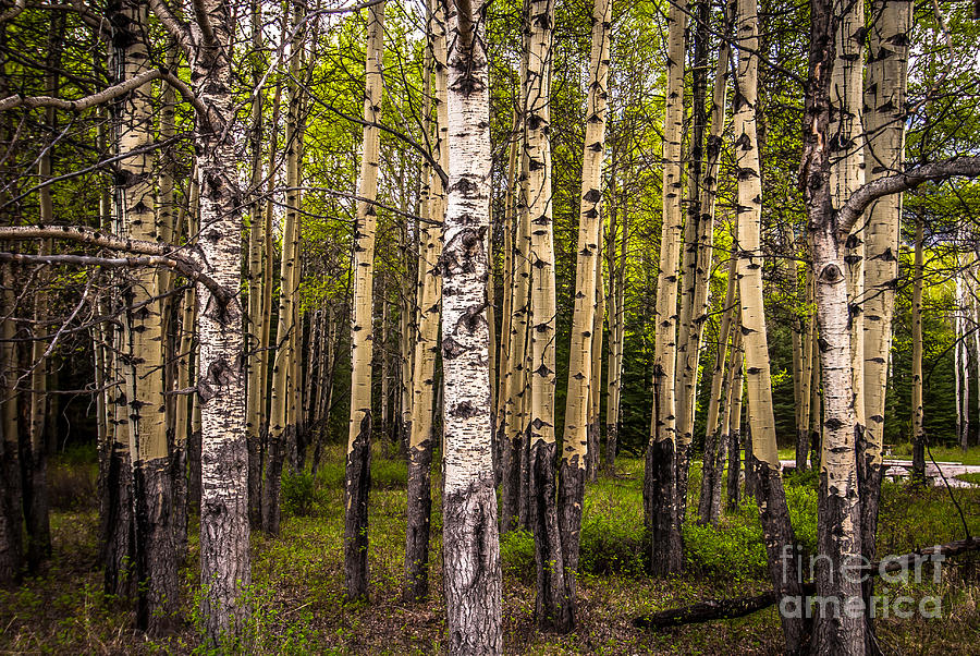 Aspen Trees Canadian Rockies #1 Photograph by Blake Webster