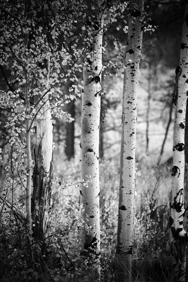 Aspen trees in black and white #2 Photograph by Vishwanath Bhat