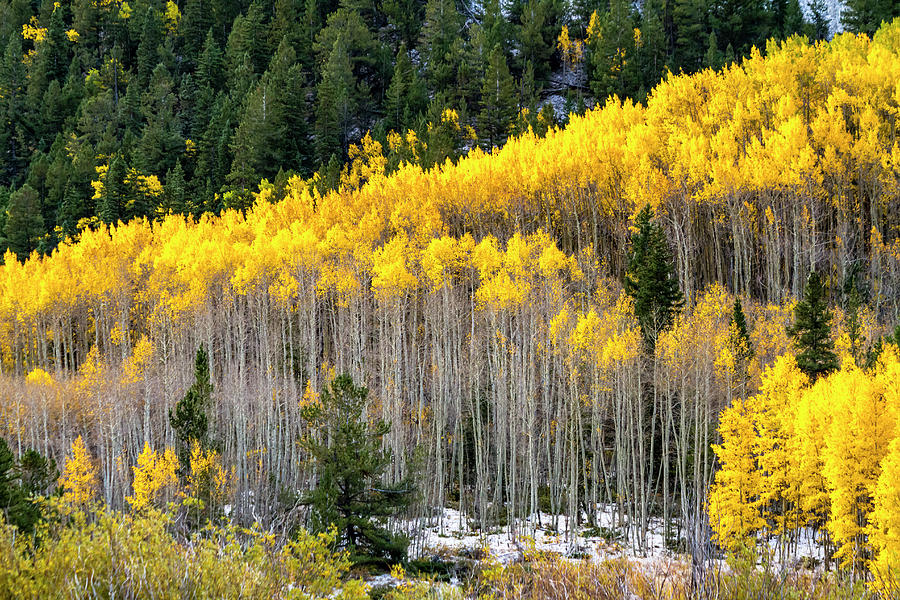 Aspen Trees in Fall Color Photograph by Teri Virbickis | Fine Art America