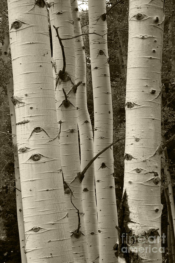 Aspen Trees Photograph by Timothy Johnson
