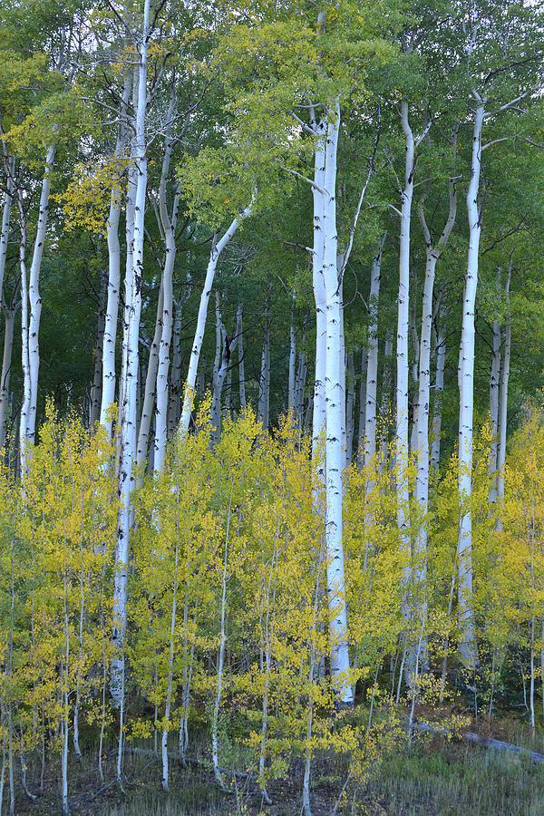 Aspens along Million Dollar Highway #1 Photograph by Ray Mathis