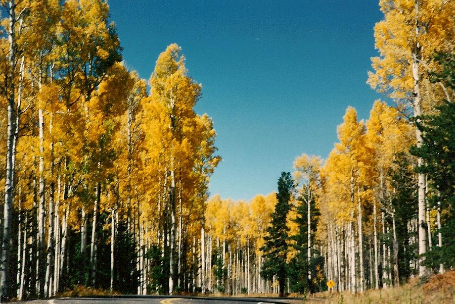 Aspens  #1 Photograph by Fred Wilson