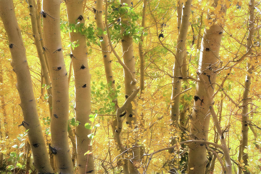 Tree Photograph - Aspens Golden Glow by Donna Kennedy