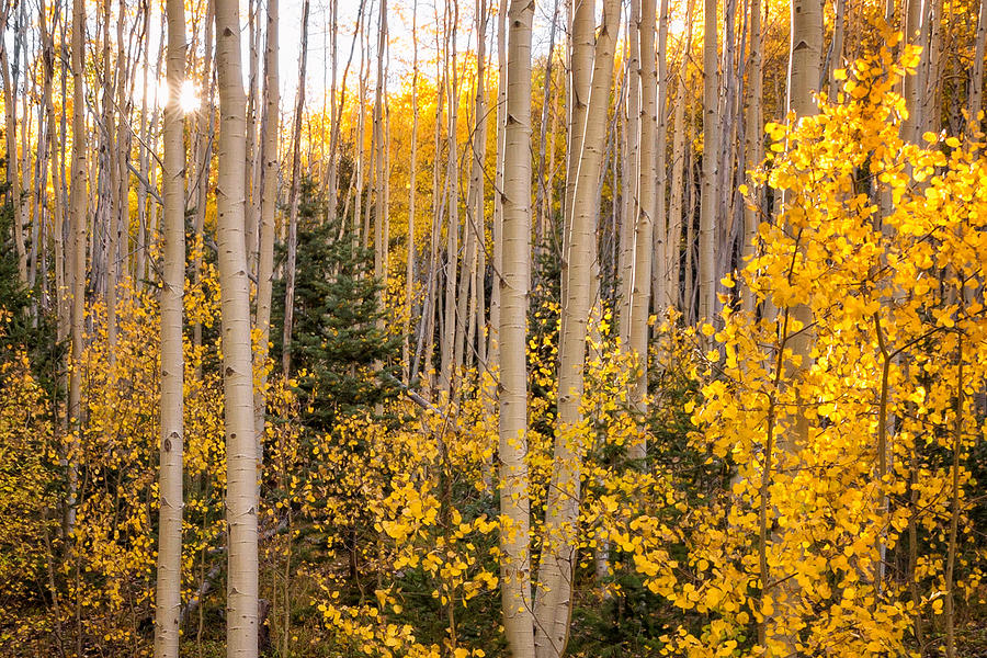Aspens In Autumn 10 - Santa Fe National Forest New Mexico #2 Photograph by Brian Harig