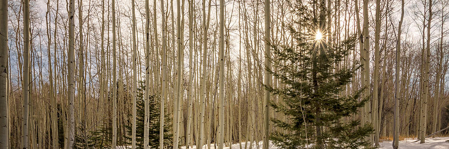 Winter Photograph - Aspens In Winter 1 Panorama - Santa Fe National Forest New Mexico by Brian Harig