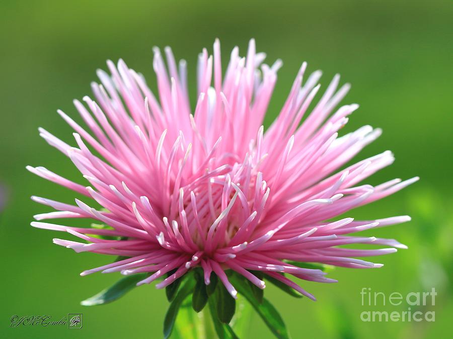 Aster named Unicum Rose #5 Photograph by J McCombie