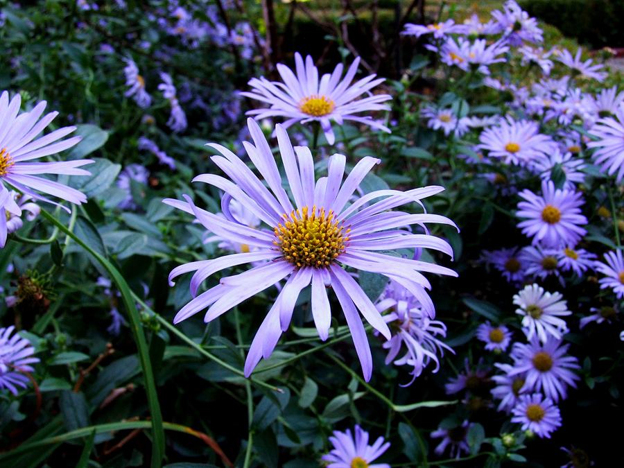 Asters #1 Photograph by Michiale Schneider