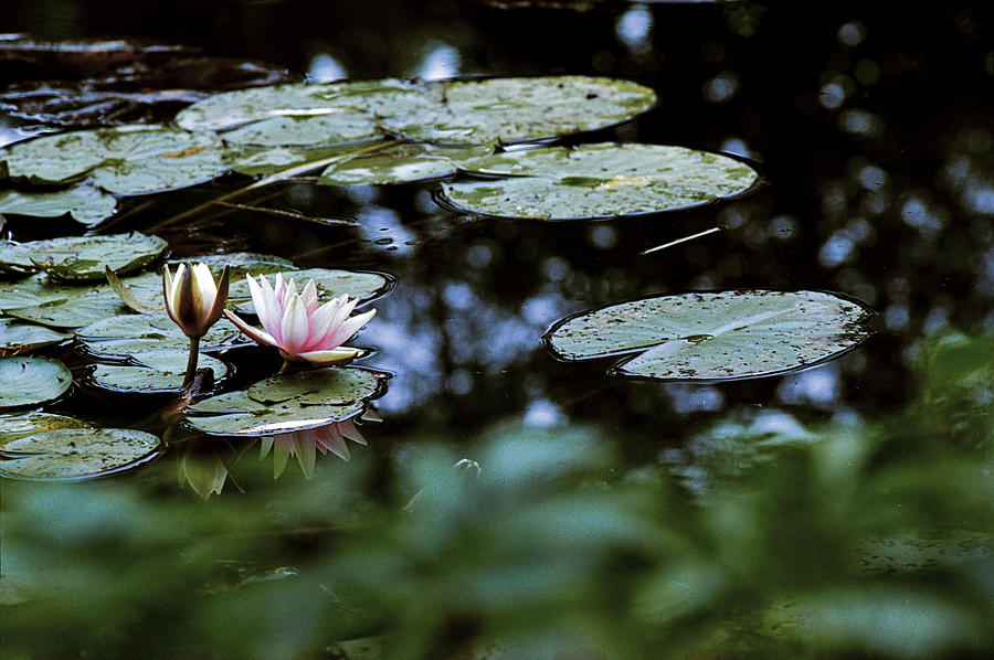 At Claude Monets Water Garden 6 Photograph by Dubi Roman