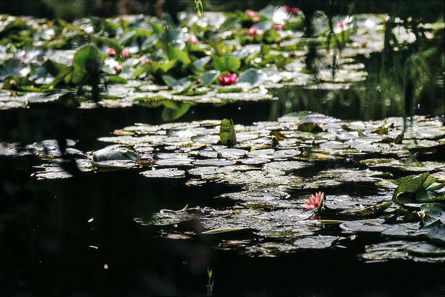 At Claude Monets Water Garden 7 Photograph by Dubi Roman
