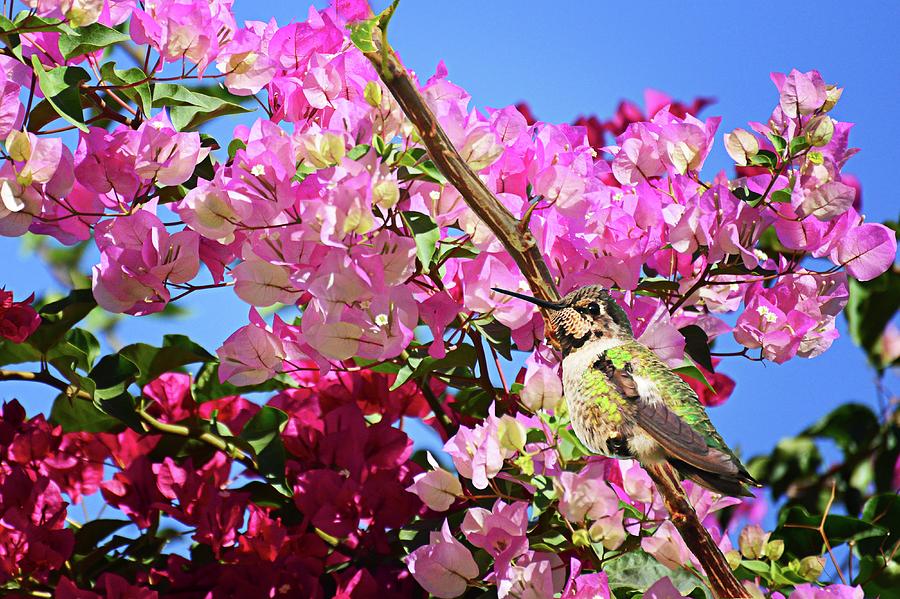 At Home in the Bougainvillea Photograph by Lynn Bauer