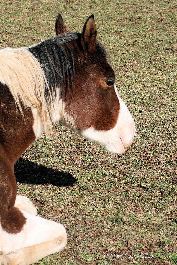 Horse Photograph - At Rest by Carolyn Postelwait Horse Photograph - At Rest by Carolyn Postelwait