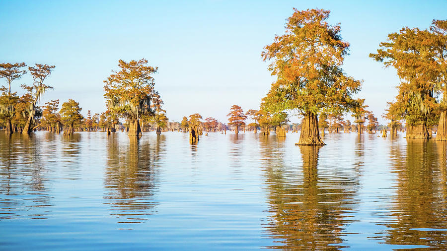 Atchafalaya Swamp 1 Louisiana #1 Photograph by Lawrence S Richardson Jr