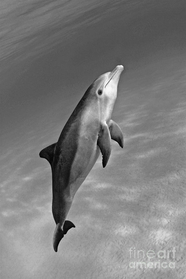 Atlantic Bottlenose Dolphin #1 Photograph by Dave Fleetham - Printscapes