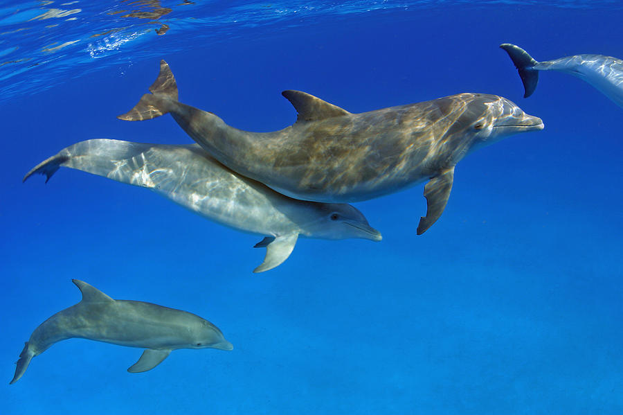 Atlantic Bottlenose Dolphins Photograph by Dave Fleetham - Printscapes ...