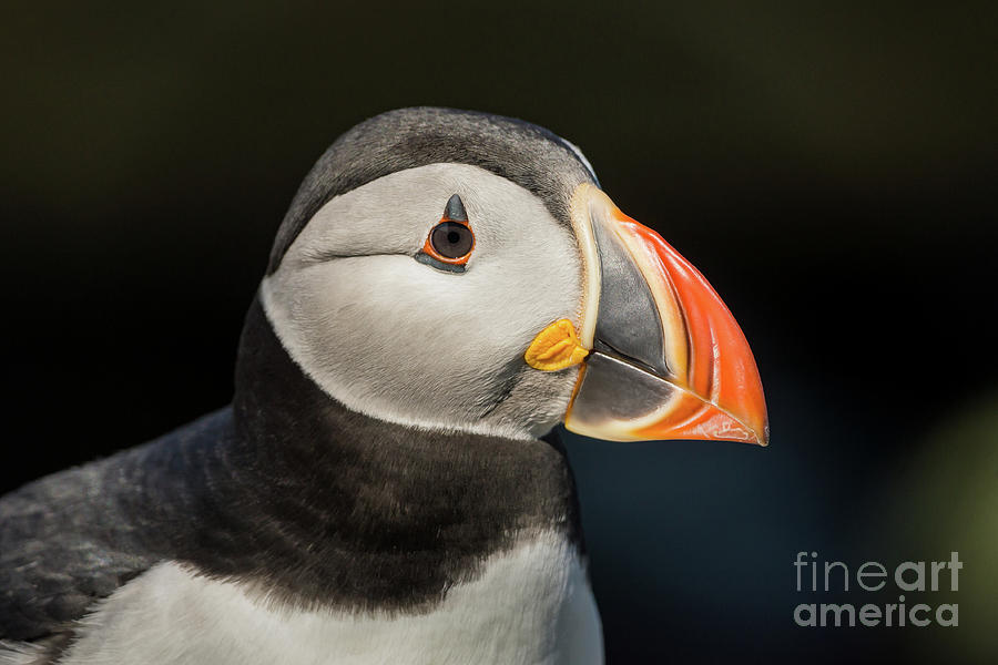 Atlantic Puffin #6 Photograph by Craig Shaknis