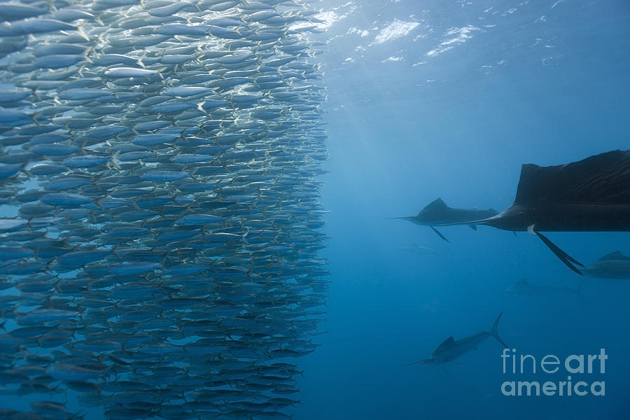 Atlantic Sailfish And Sardines #1 Photograph by Reinhard Dirscherl