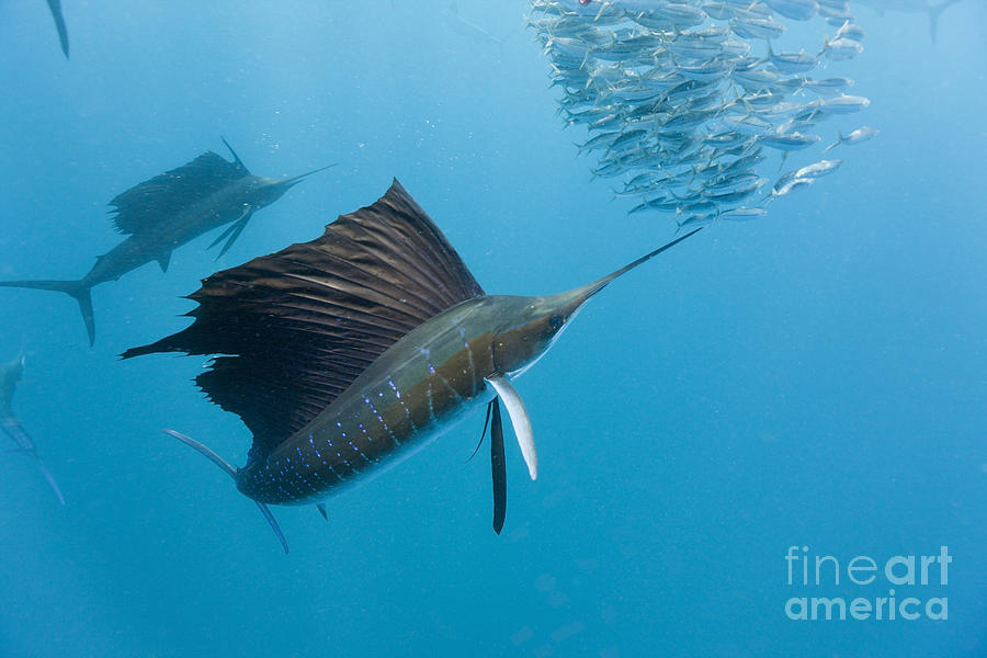 Atlantic Sailfish #1 Photograph by Reinhard Dirscherl