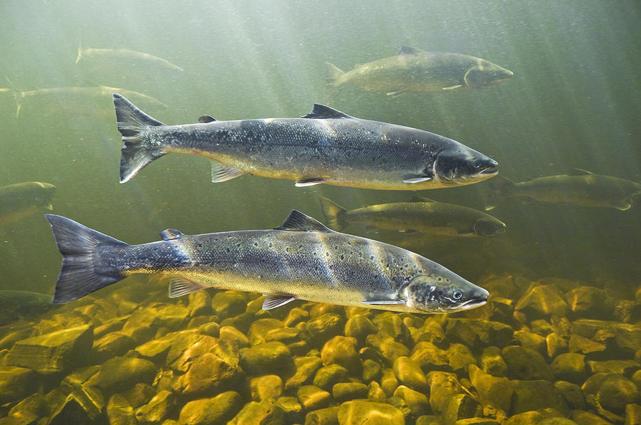 Atlantic Salmon Adults Migrate From #1 Photograph by Thomas Kitchin & Victoria Hurst