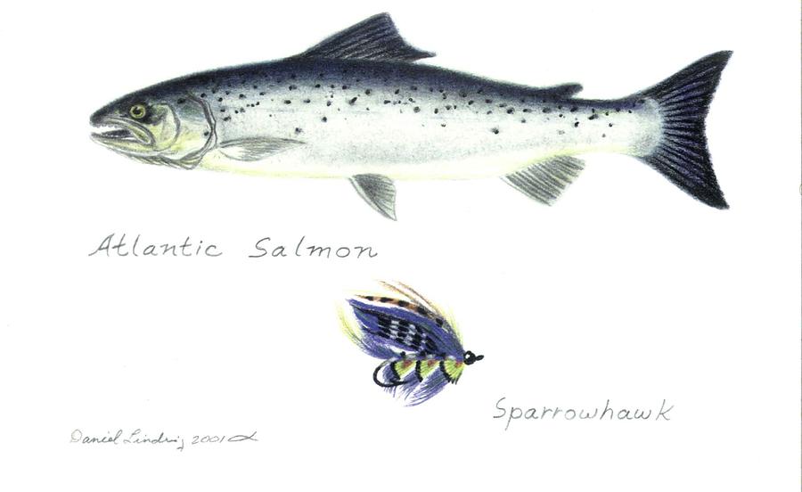 Fish Drawing - Atlantic Salmon and Sparrowhawk Fly by Daniel Lindvig