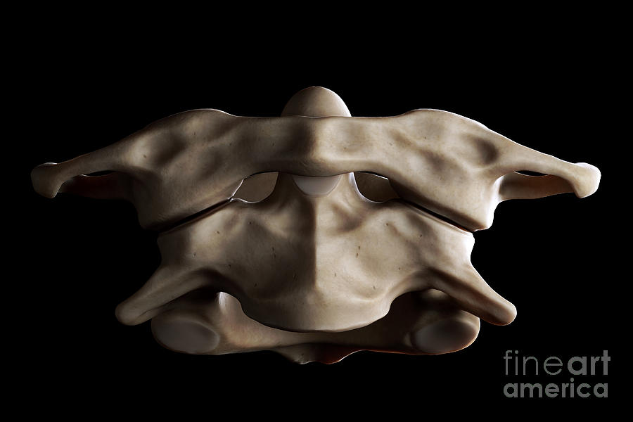 Atlas And Axis Vertebrae #1 Photograph by Science Picture Co