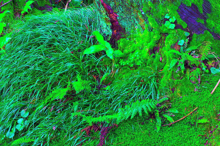 Au Vert  Turned Green #1 Photograph by Jean-luc Bohin