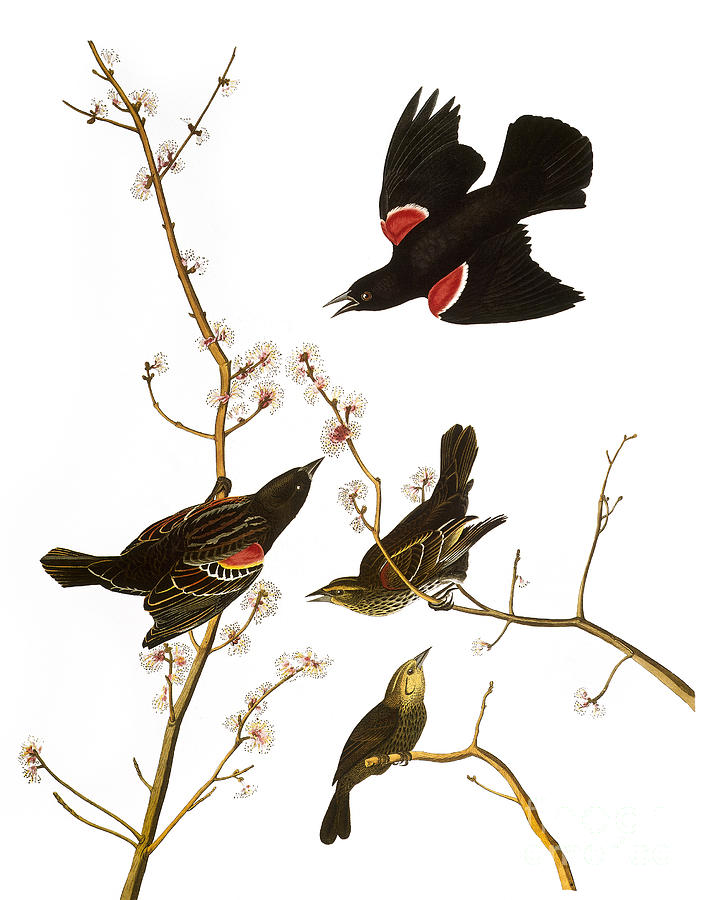 Audubon: Blackbird, (1827) #1 Photograph by Granger