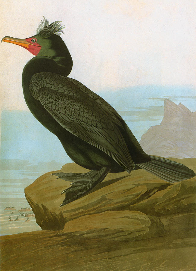 Audubon: Cormorant #1 Photograph by Granger