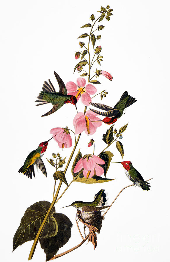 Audubon: Hummingbird #1 Photograph by Granger