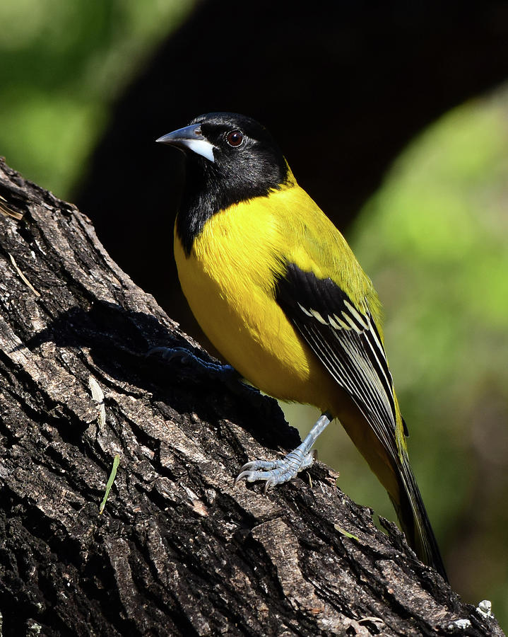 Audubon oriole Photograph by Dwight Eddington - Fine Art America