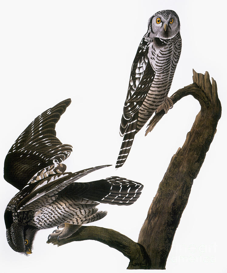 Audubon: Owl #1 Photograph by Granger