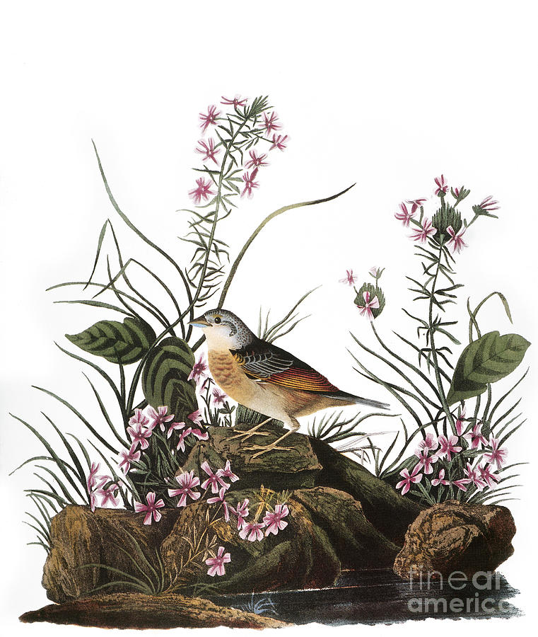 Audubon: Sparrow, (1827-38) #1 Photograph by Granger