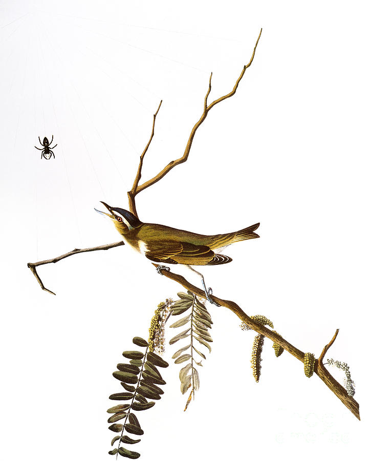 Audubon: Vireo, (1827-38) #1 Photograph by Granger