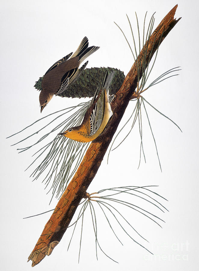 Audubon: Warbler, (1827-1838) #1 Photograph by Granger