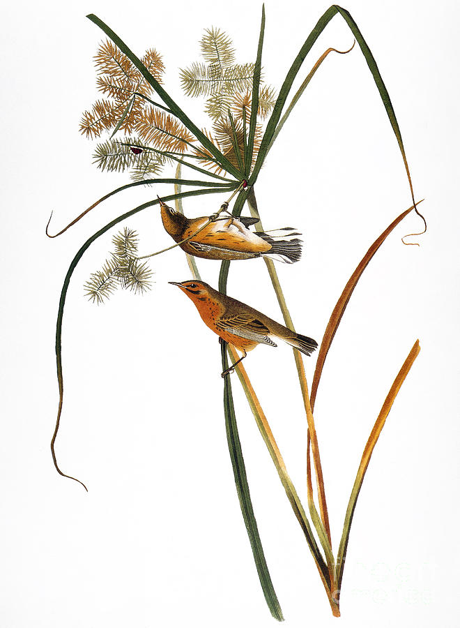 Audubon: Warbler, (1827) #1 Photograph by Granger