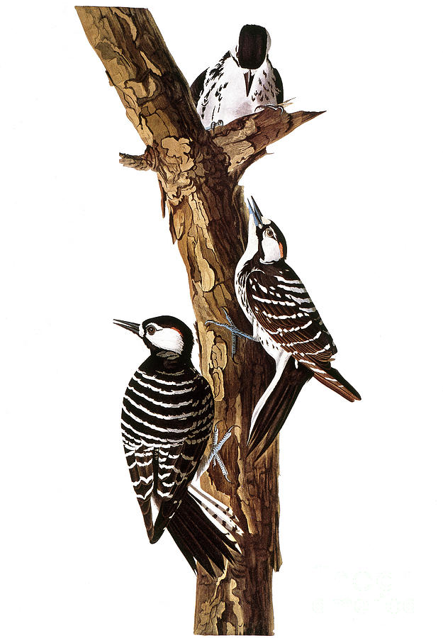 Audubon: Woodpecker #1 Photograph by Granger