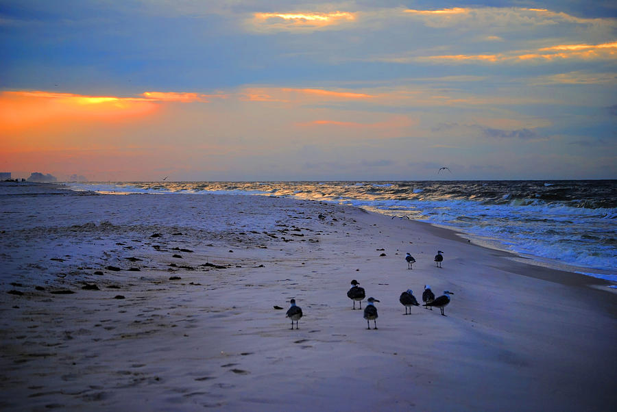 August Beach Morning with the sea gulls #1 Photograph by Michael Thomas