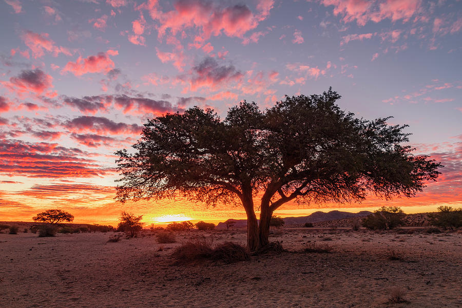 Aus - Namibia #1 Photograph by Joana Kruse