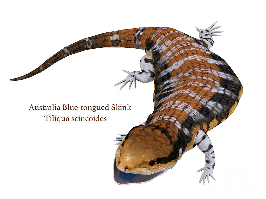 Australia Blue-tongued Skink #1 Digital Art by Corey Ford