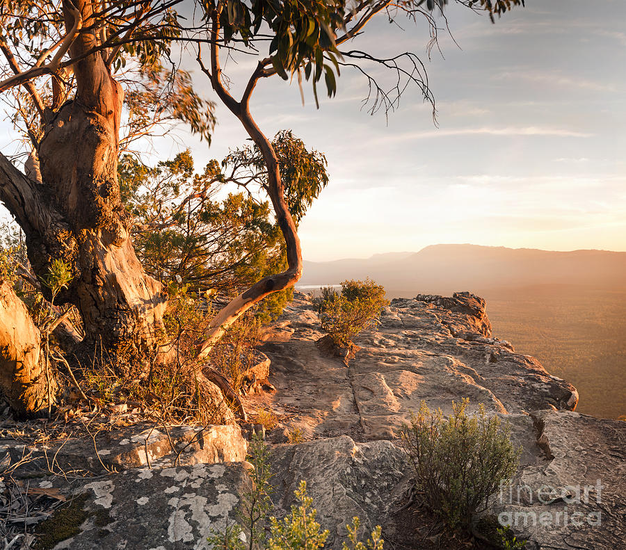 opladning punkt Forpustet Australian Bush Landscape Photograph by THP Creative