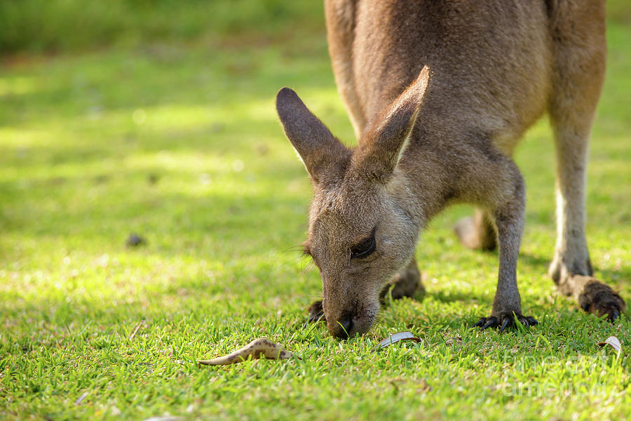 Australian Kangaroo eating #1 Pyrography by Benny Marty