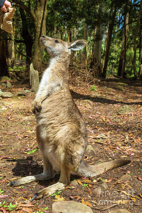 Australian Kangaroo standing #1 Pyrography by Benny Marty